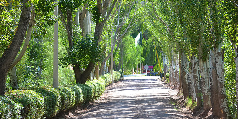 Bosque Divino Cabañas & Suites